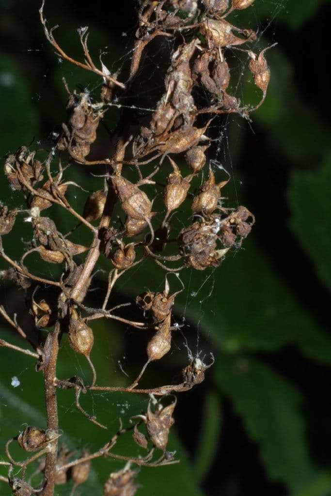 Alumroot peludo 3