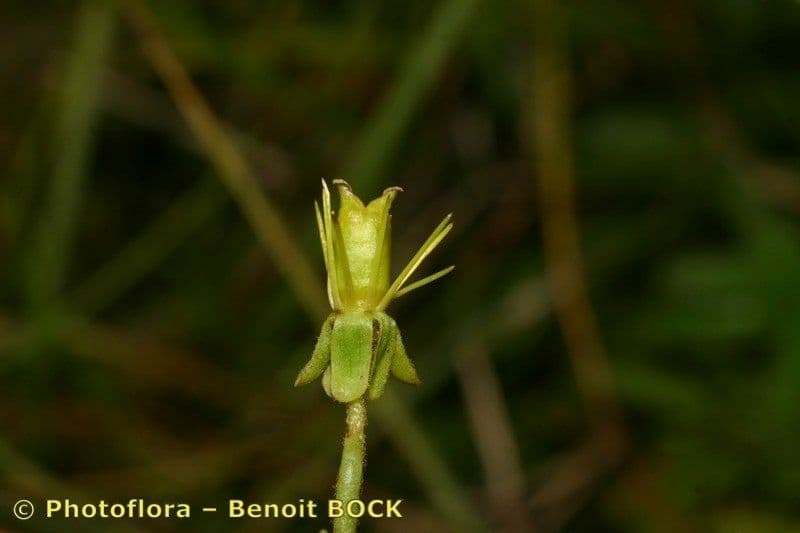 Sassifraga hirculus 4