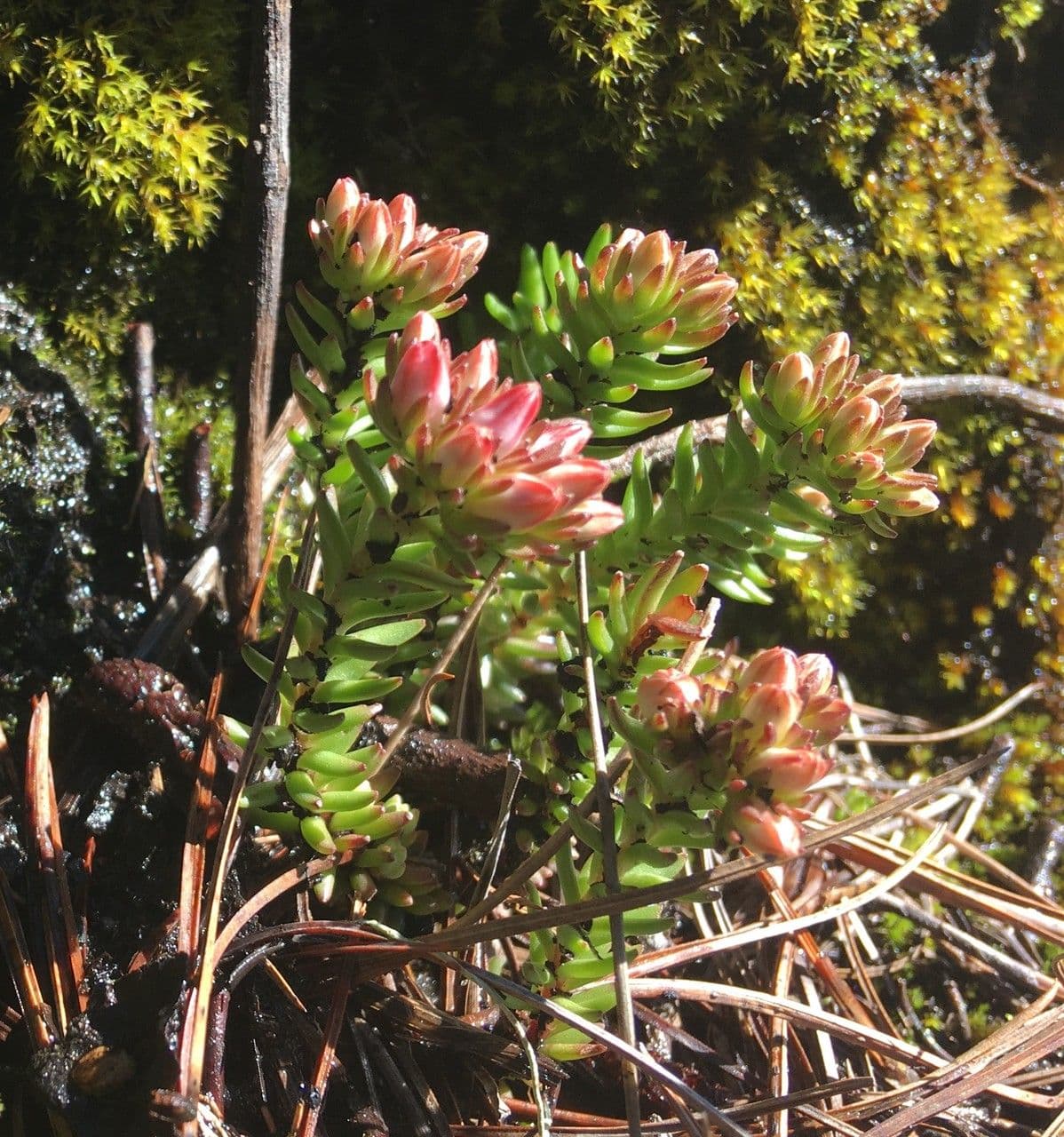 Borracina 9