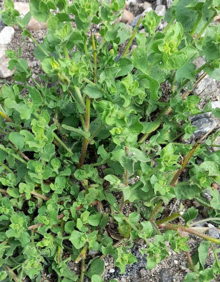 Heterotheca subaxillaris 11