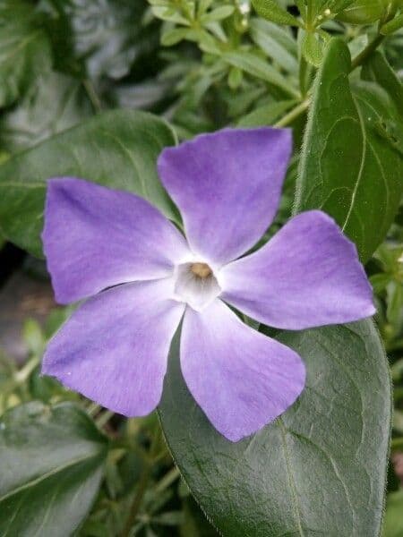 Pervinca maggiore 10