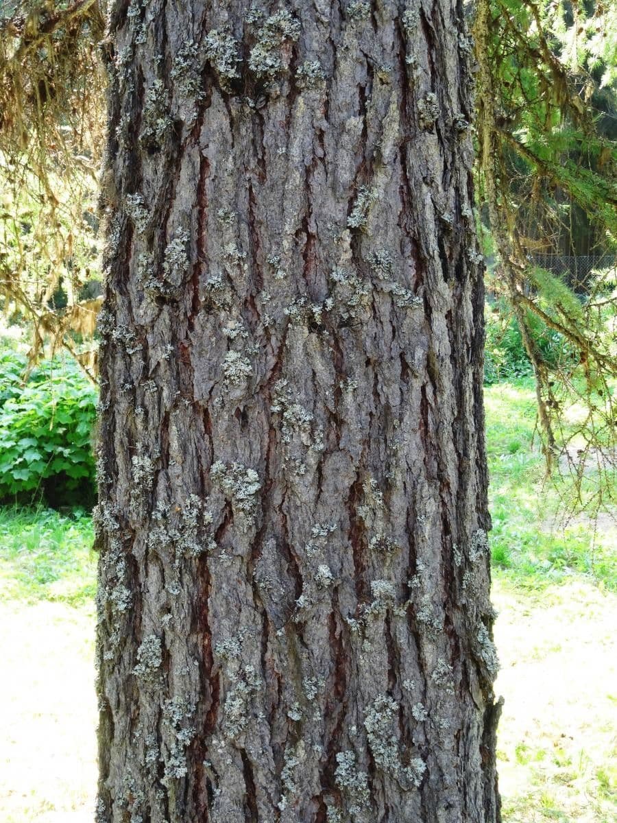 Modřín sibiřský 16