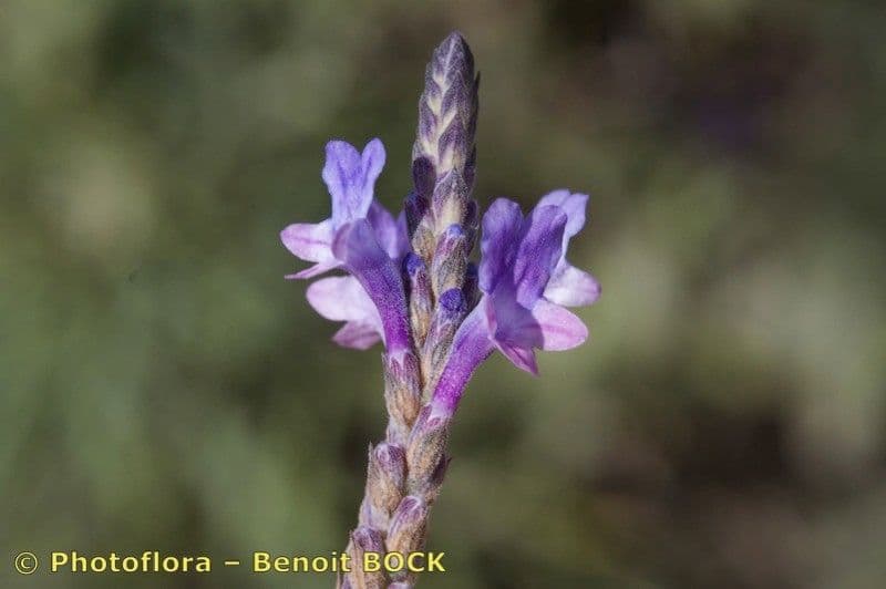 Lavanda