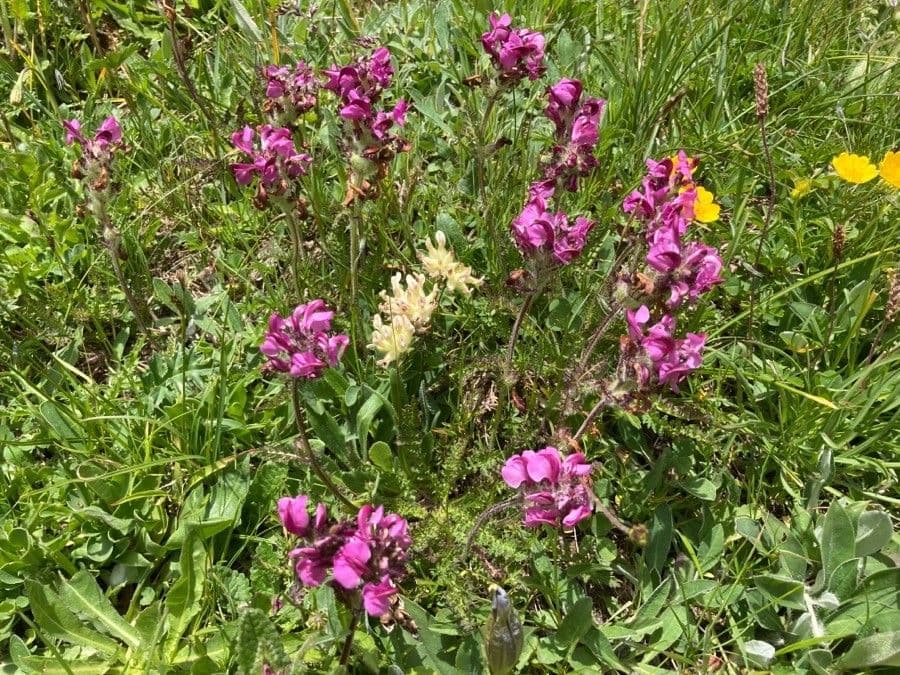 Pedicularis cenisia 2