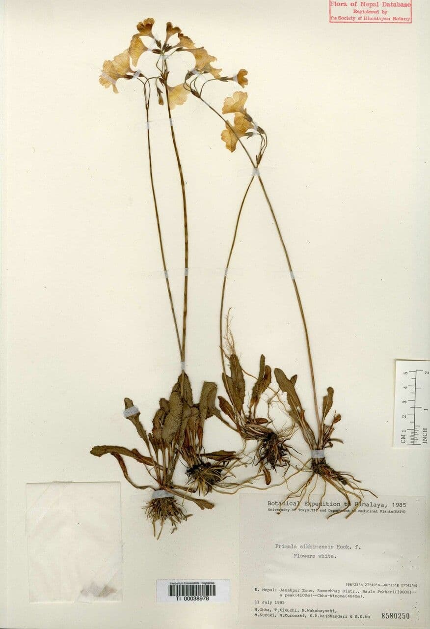 Primula del Sikkim 15