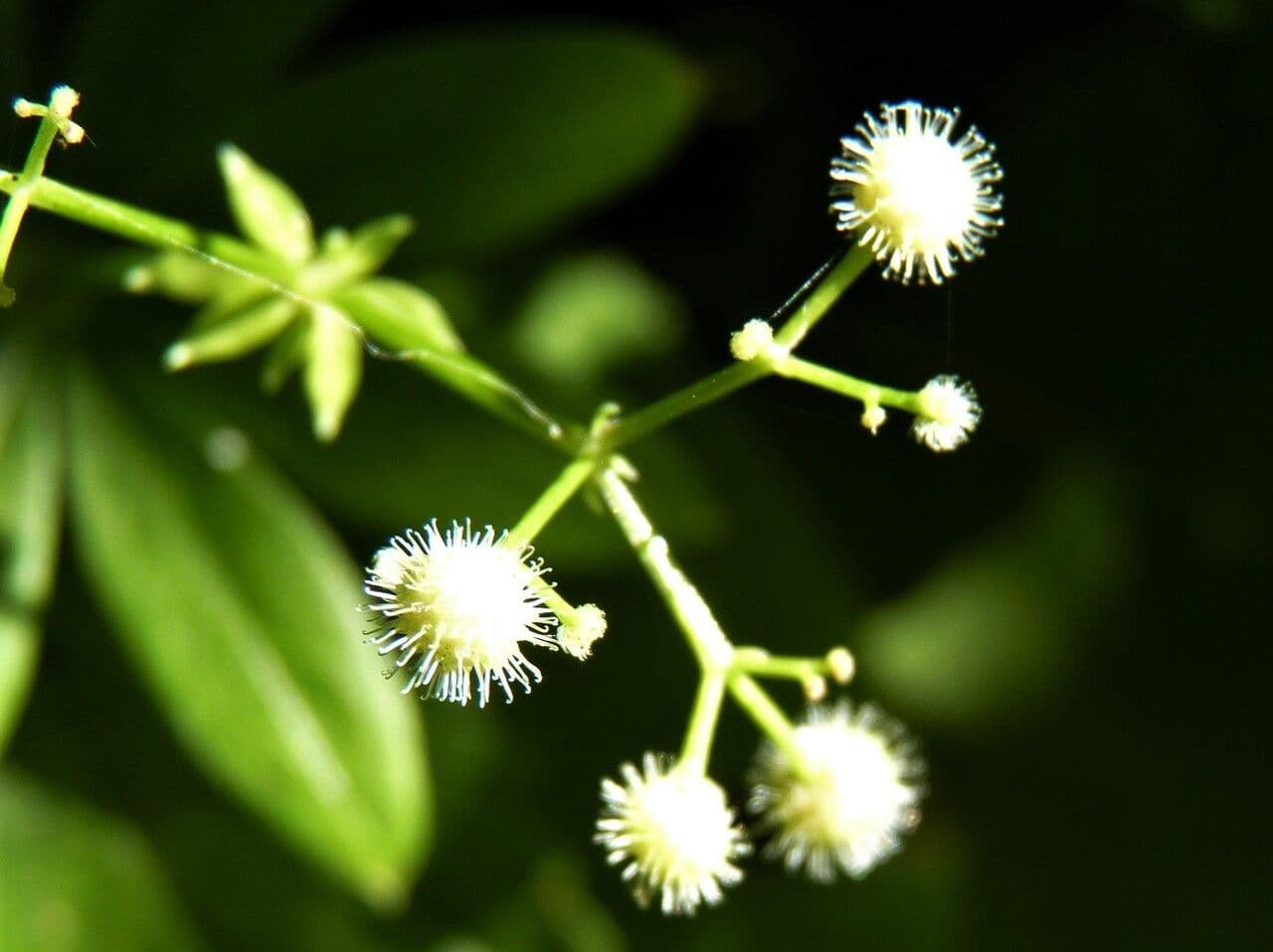 Stellina odorosa 5