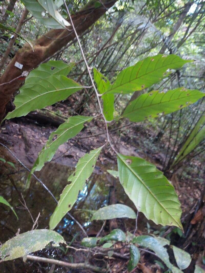 Cupania scrobiculata 10