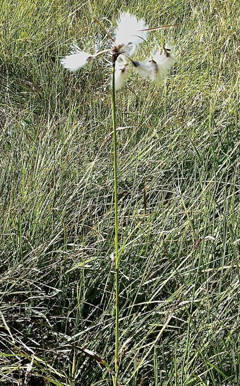 Breitblättriges Wollgras 14