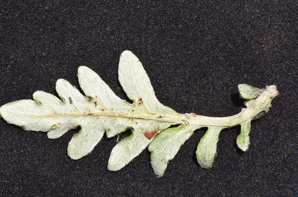 Hymenopappus artemisiifolius 16