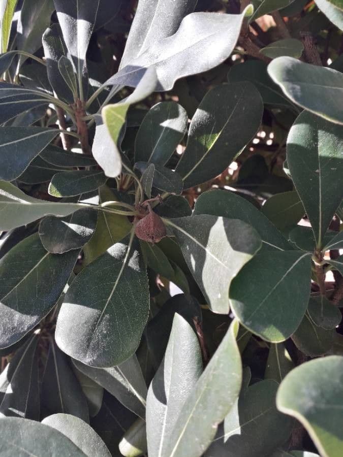 Pittosporo 16