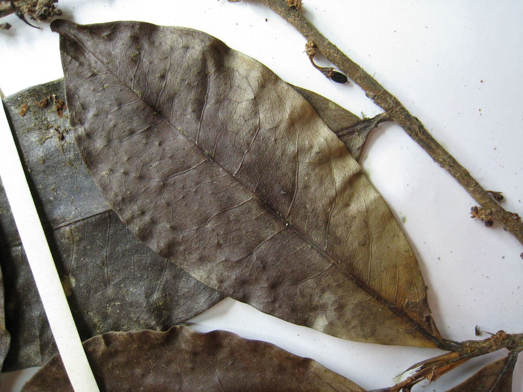 Erythroxylum 2