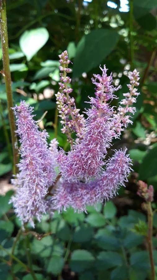 Astilbe rossa 7