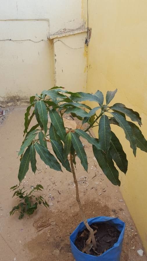 Mango 20