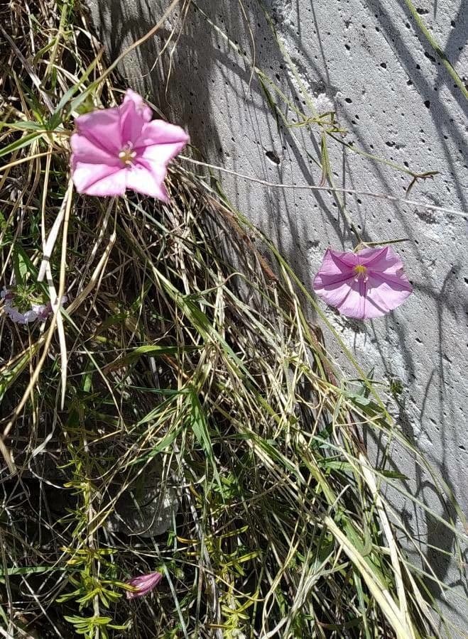 Ipomoea arbustiva 5