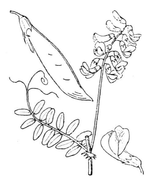 Vesce des bois 24