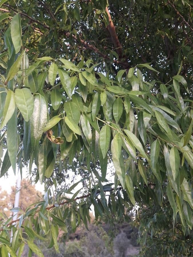 Lepechinia