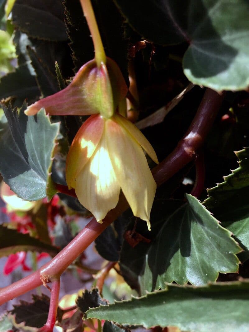 Begonia boliviana 27