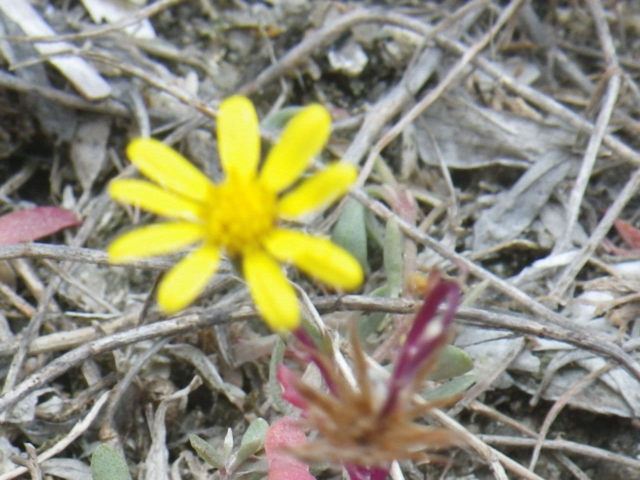 Senecio transitorio