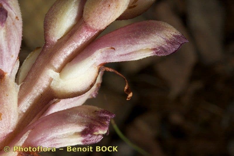 Orobanche a squame larghe 25