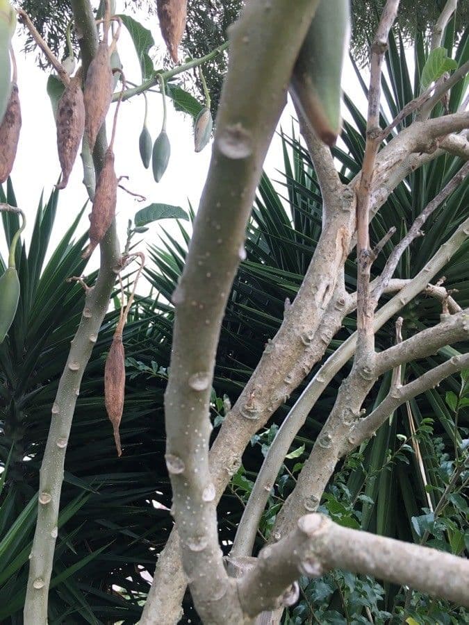 Datura 21