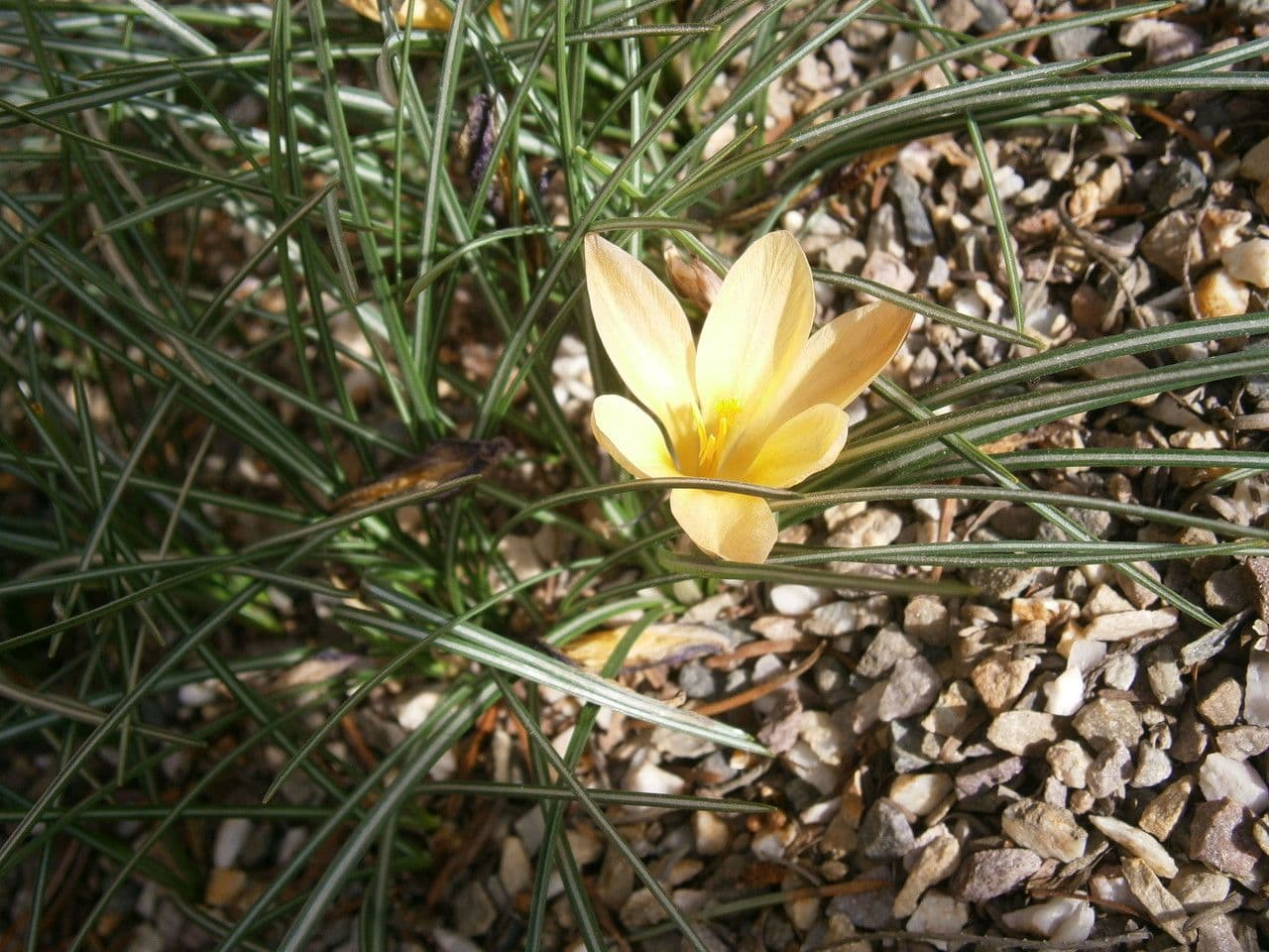 Zafferano 6