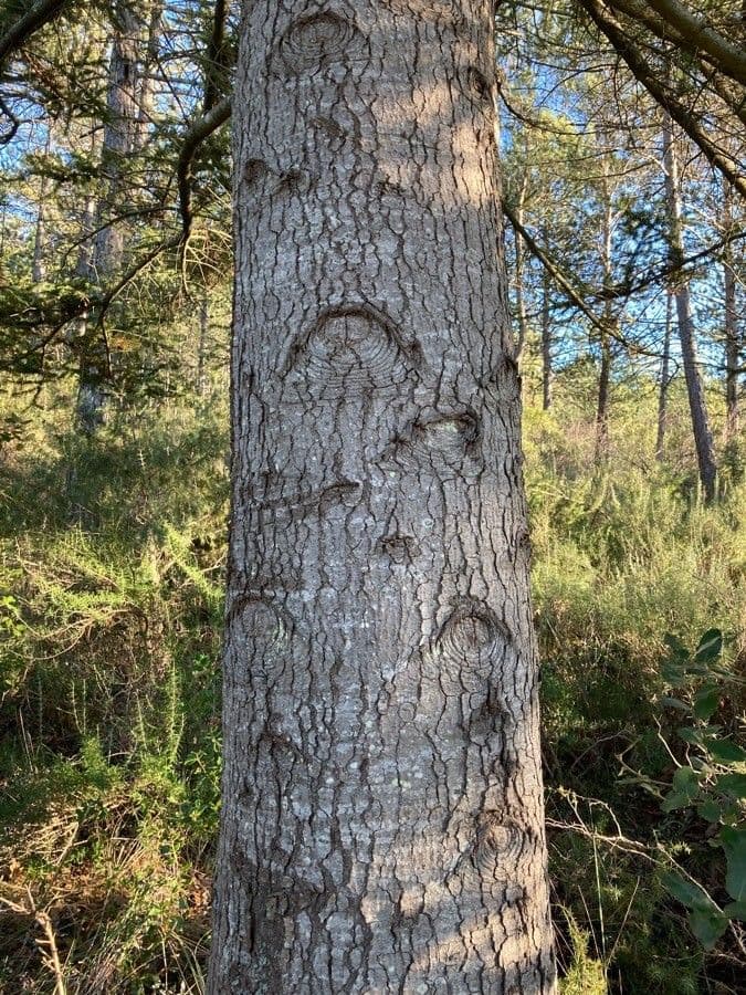 Jedľa numídska 12