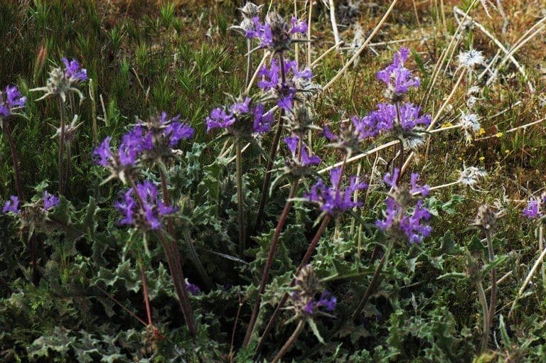 Salvia cardo 10