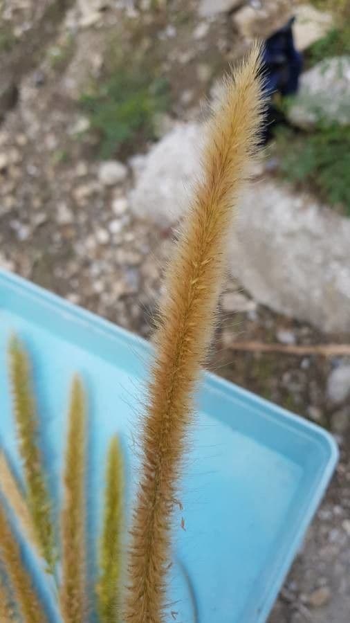 Erba fontana viola 3