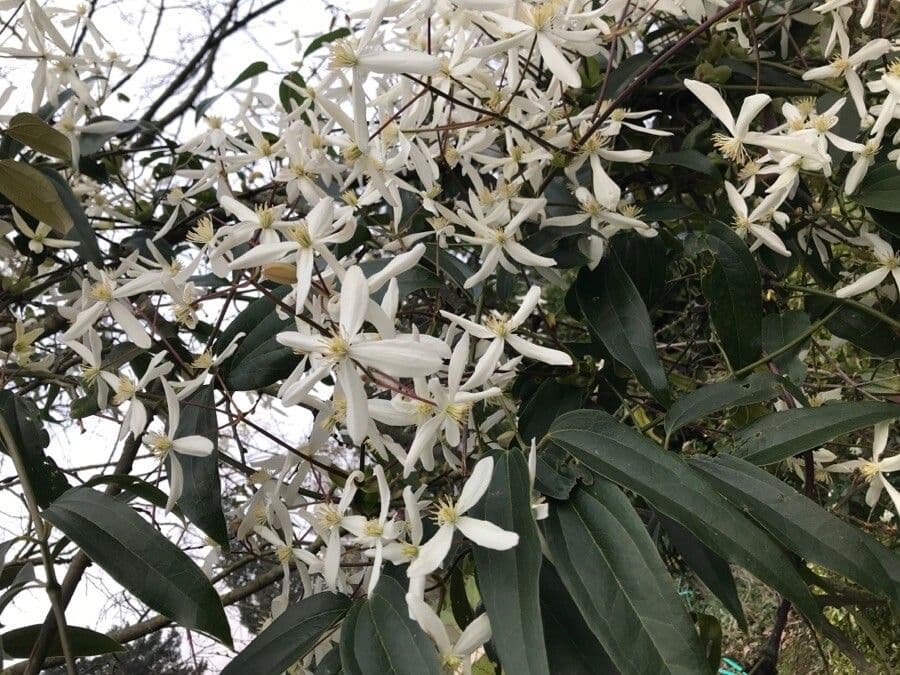 Clematis di Armand 3