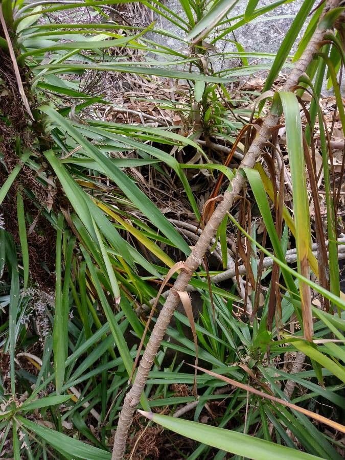 Cordyline stricta 12