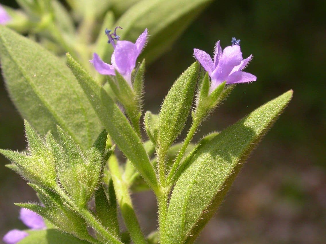 Trichostema 4