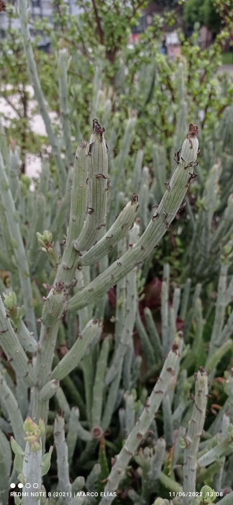 Kleinia anteuphorbium 22