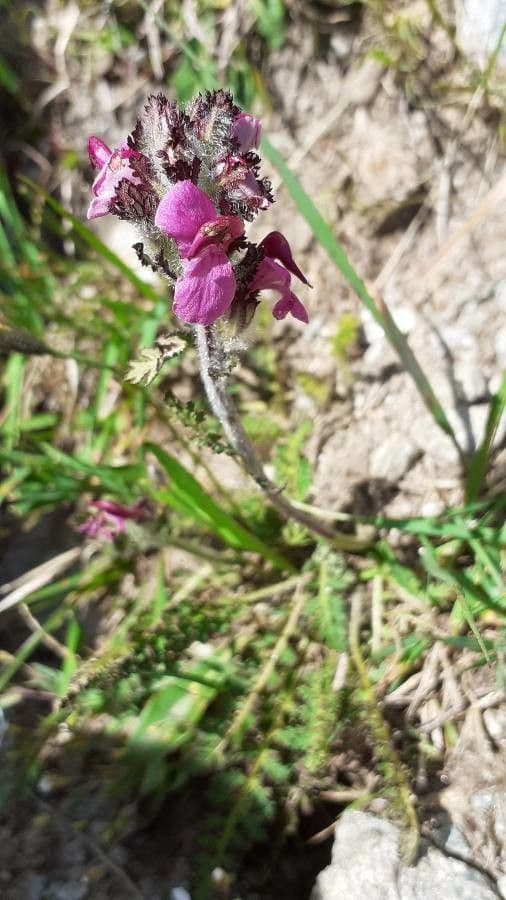Pedicularis cenisia 14