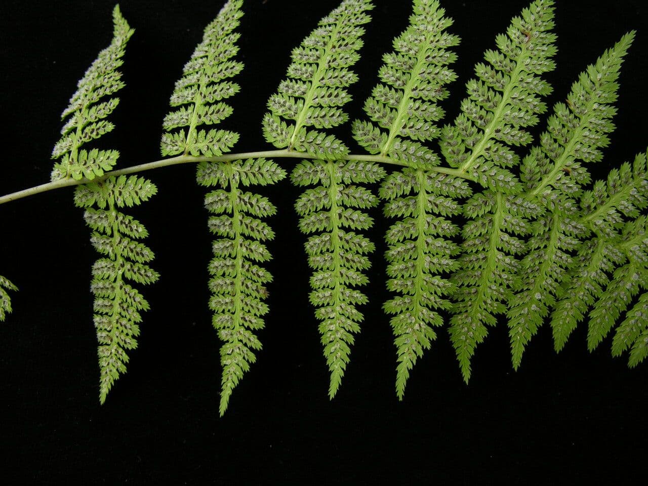 Athyrium 3