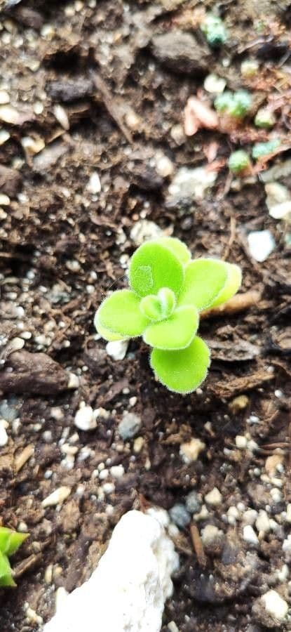 Plectranthus 14