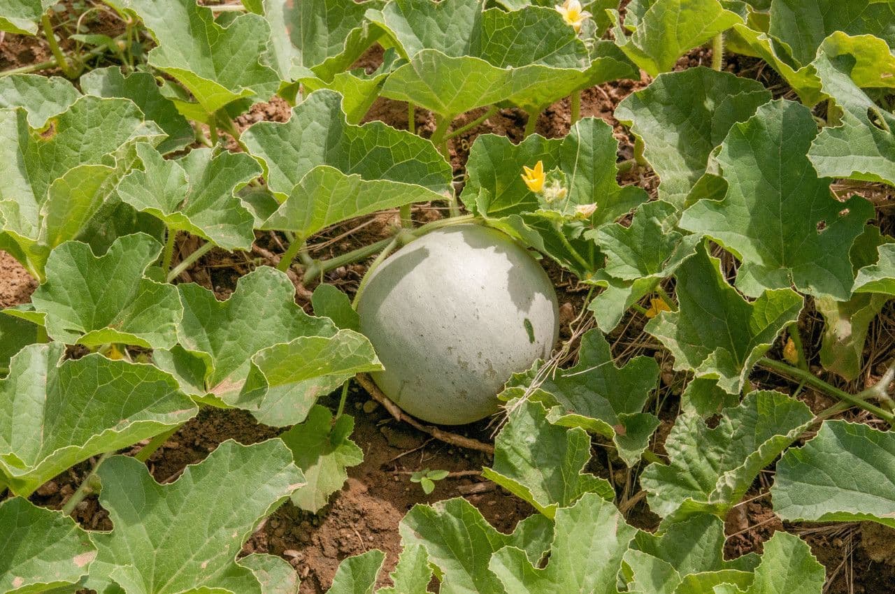 Melon 13