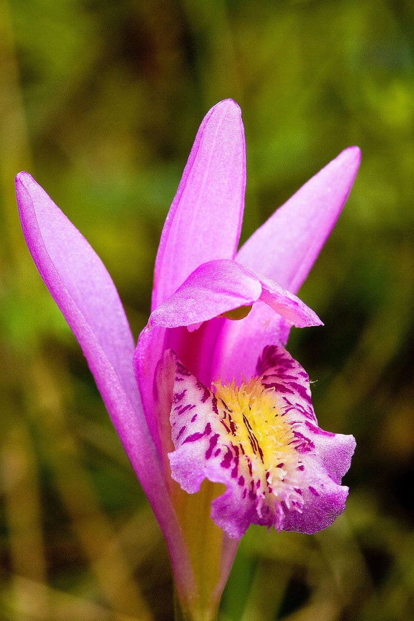 Arethusa bulbosa