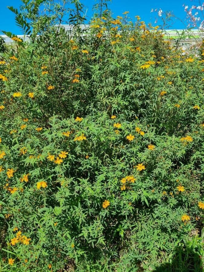 Tagetes 20