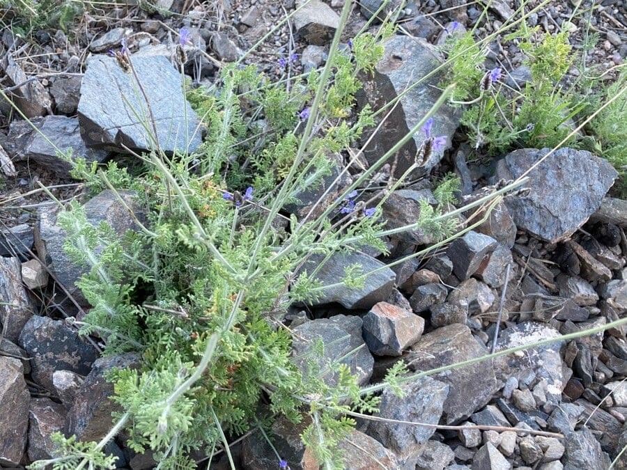 Lavanda multifida 13