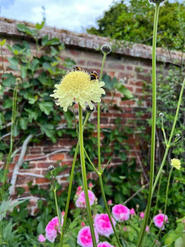 Giant-scabious 17