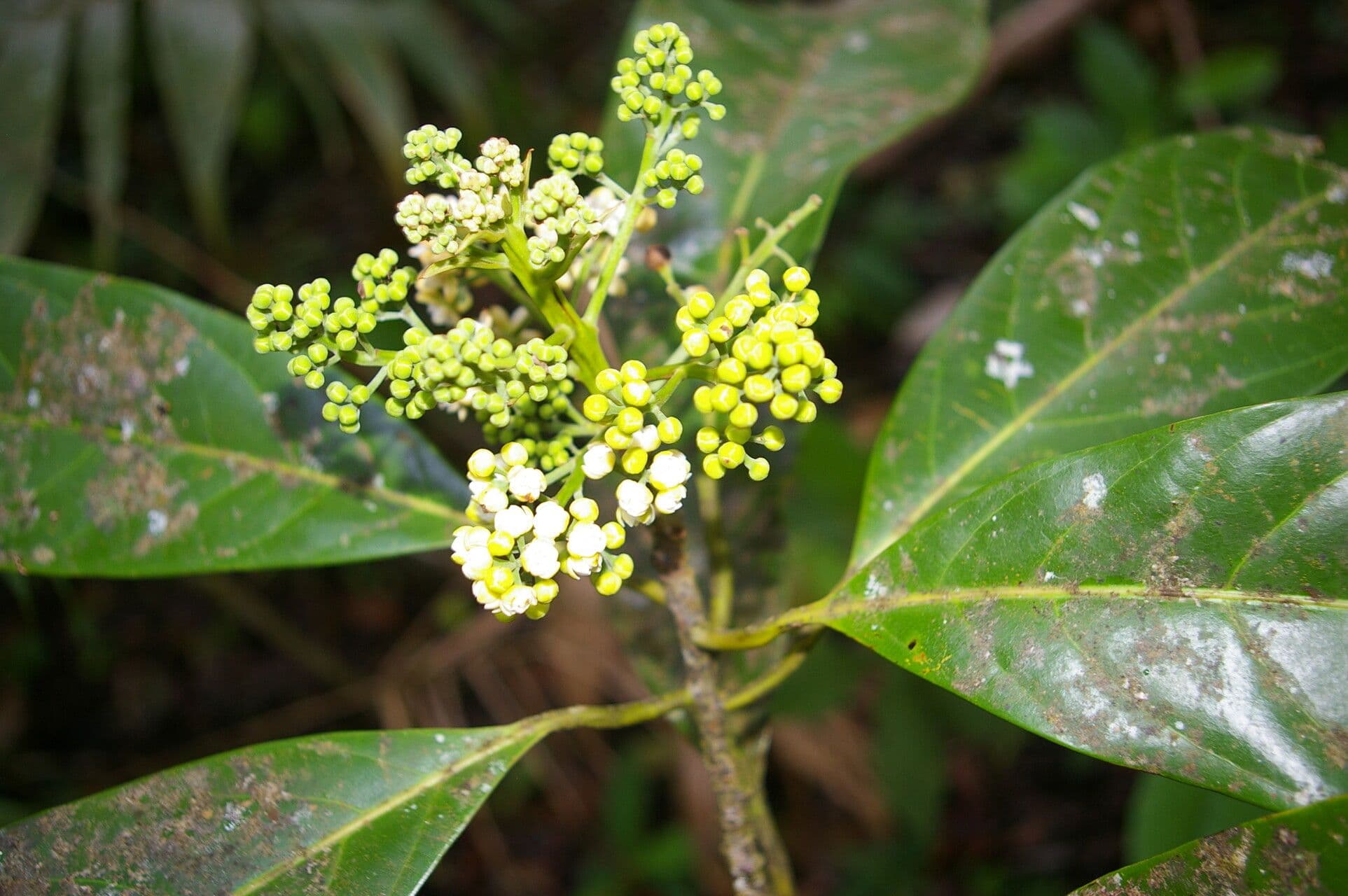 Mespilodaphne macrophylla 6