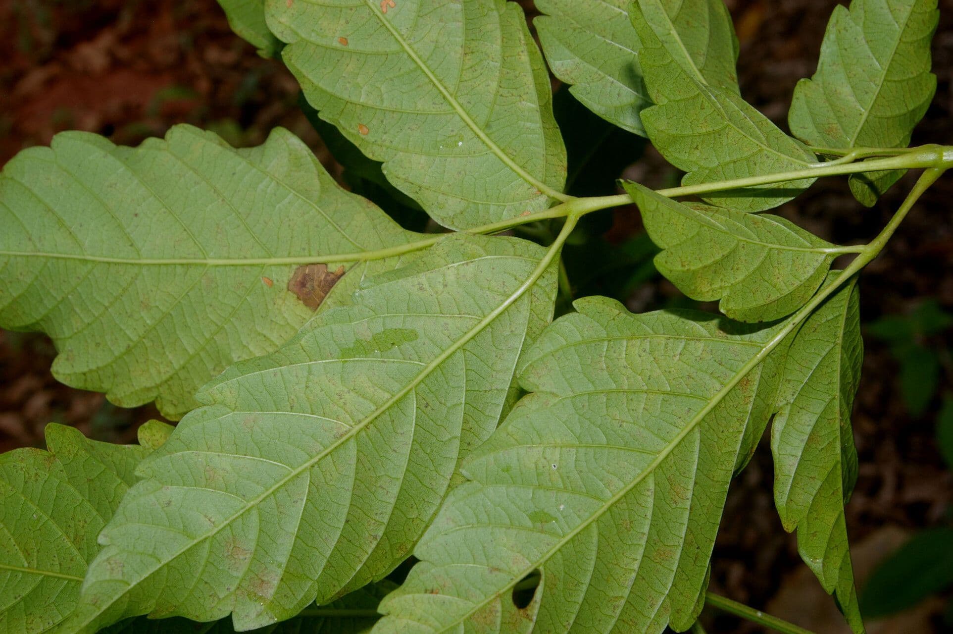 Serjania triquetra 2