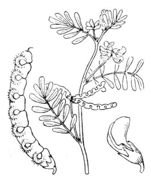 Ipocrepidi ciliata 22