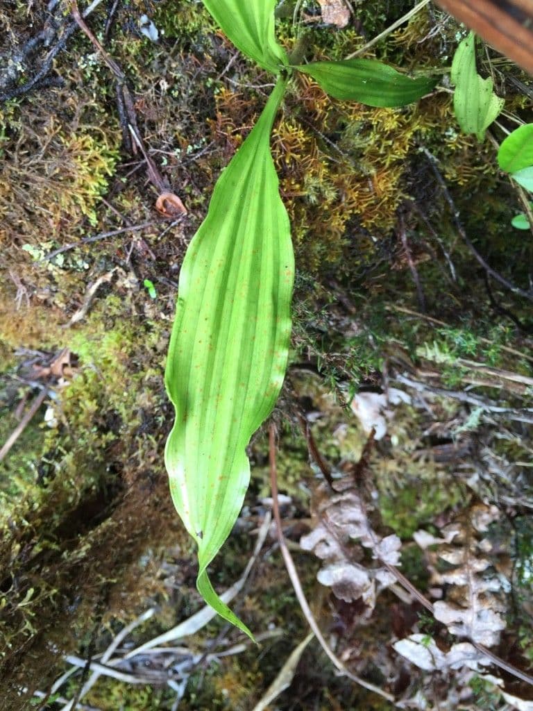 Schöner Phaius 14