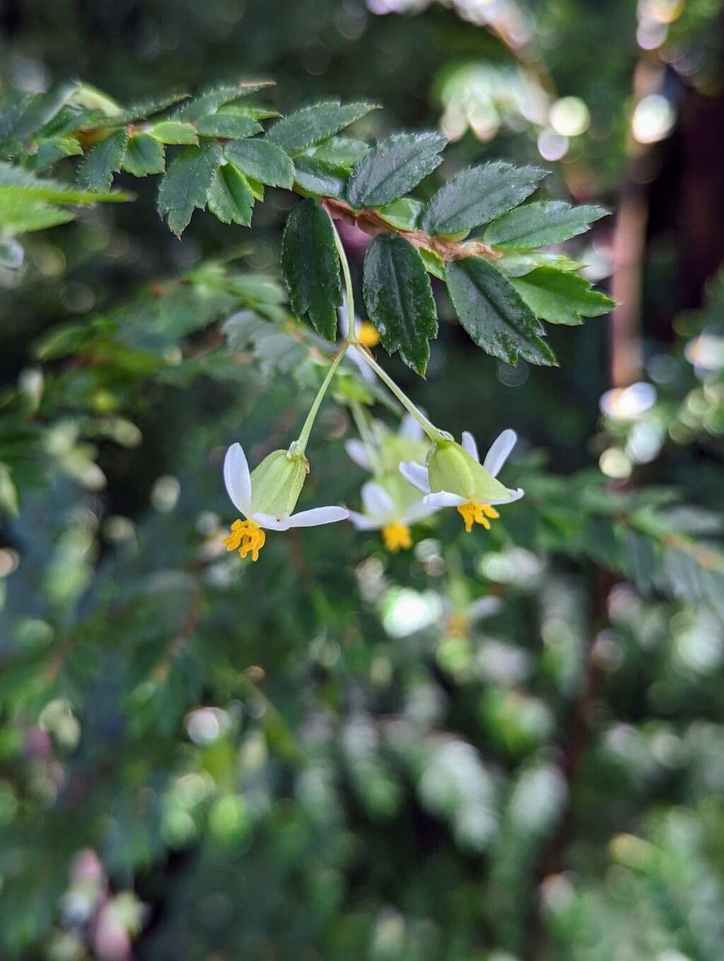 Fuchsie-Begonie 4