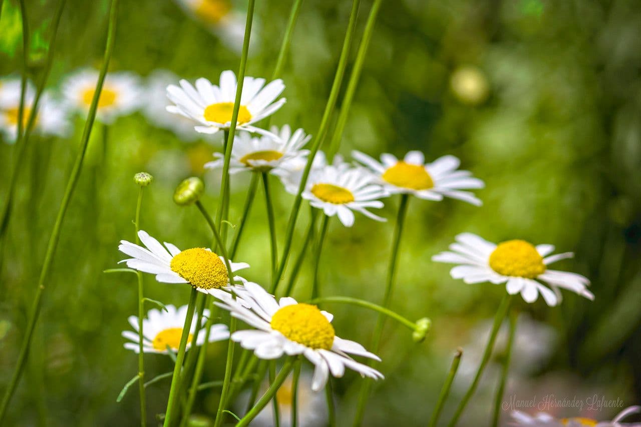 Leucanthemum gracilicaule 3