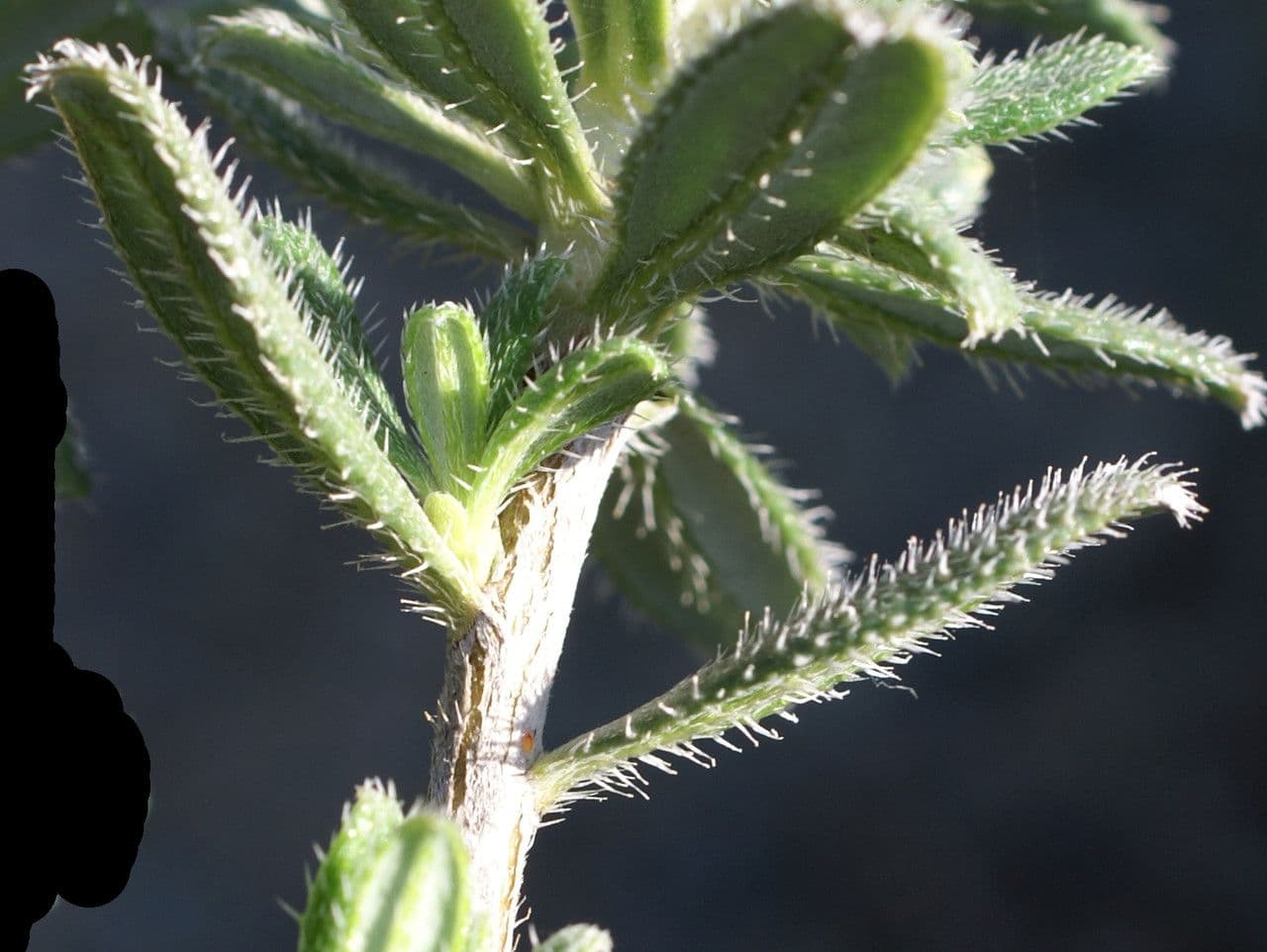 Lithodora 15