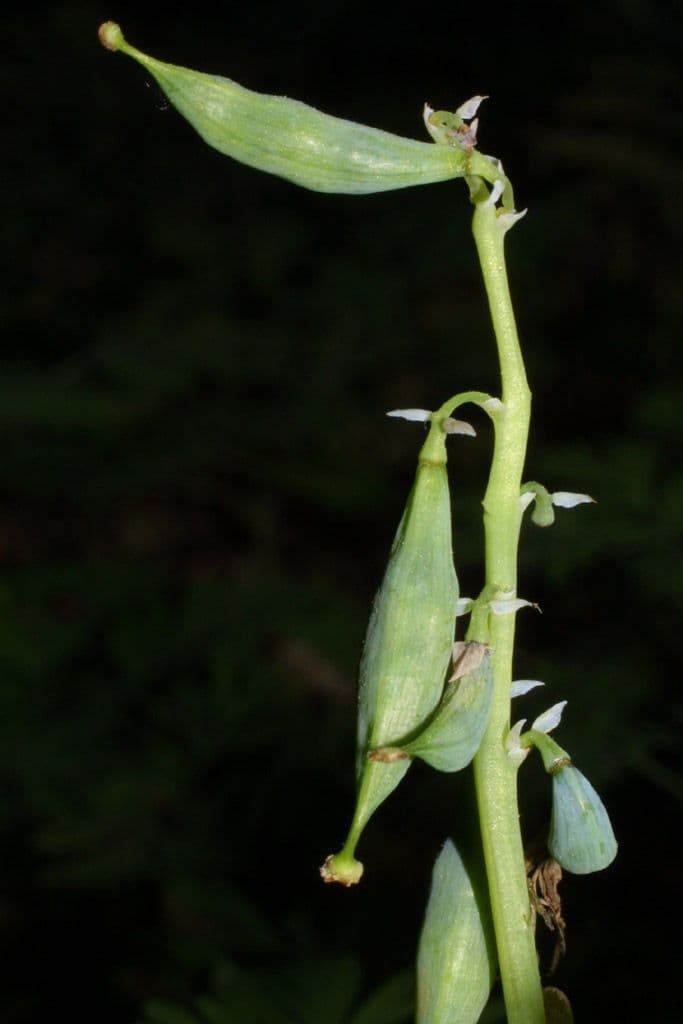 Dicentra de capucha 2