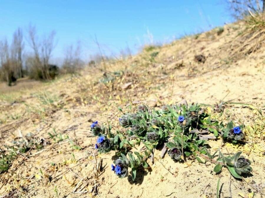 Zlatovlas farbiarsky 13