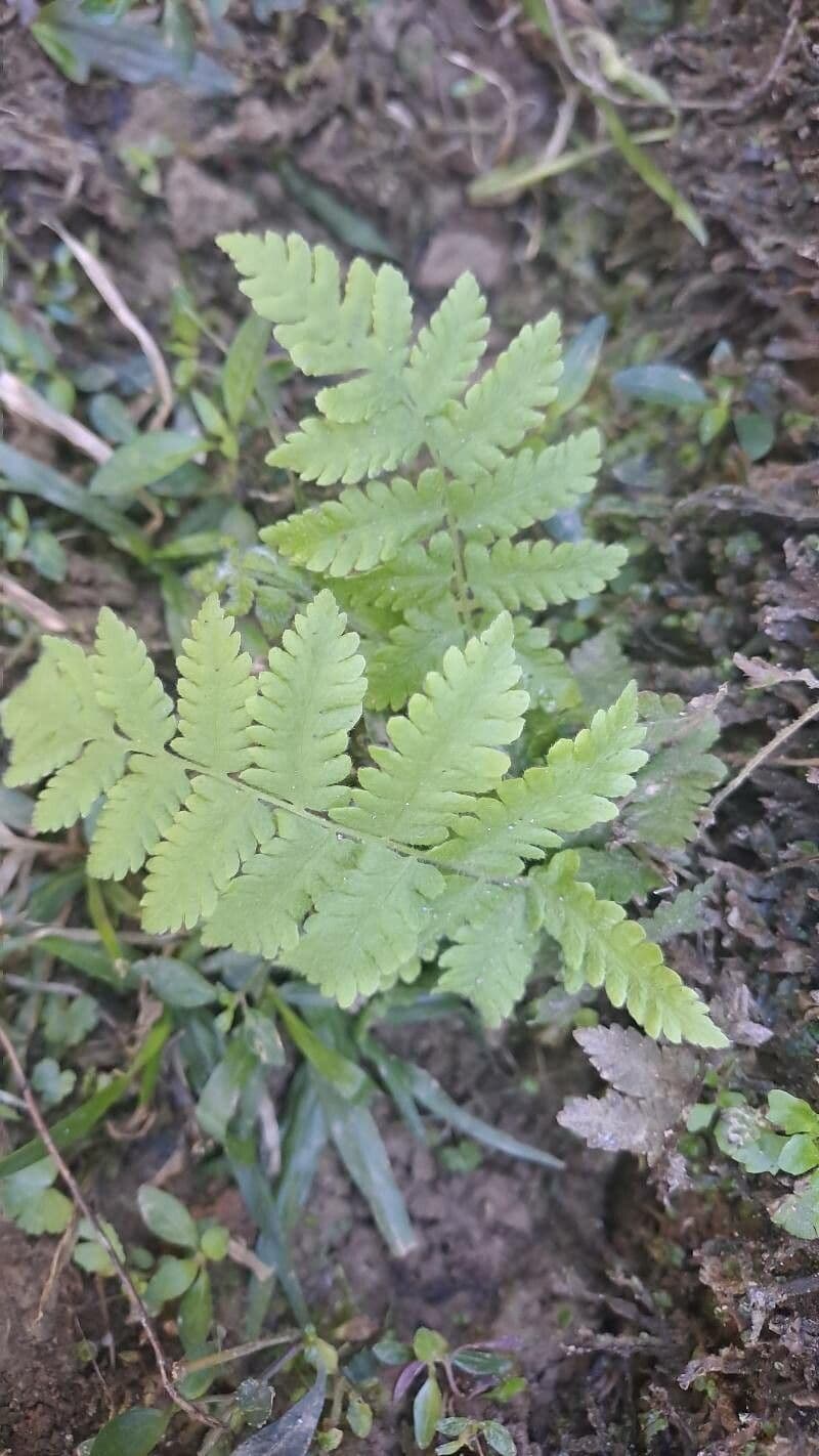 Macrothelypteris 11